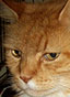 Rufus