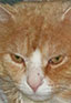 Tom "Top" Cat