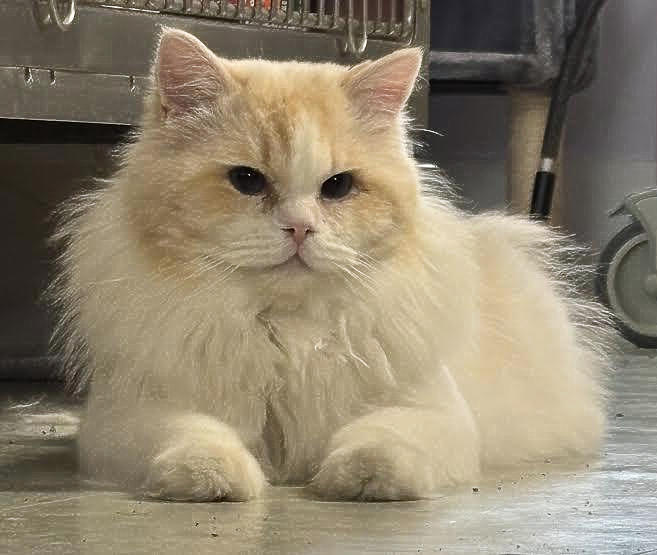cat