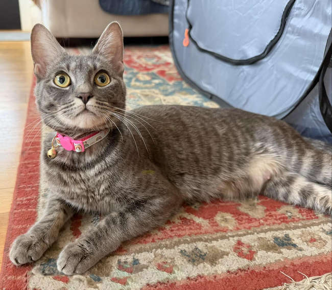 cat