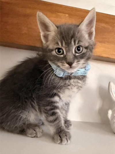 kittens