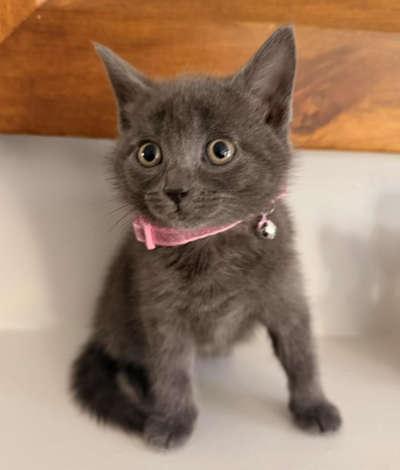 kittens