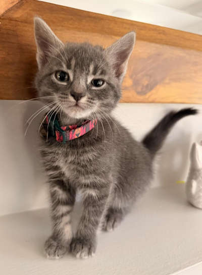 kittens