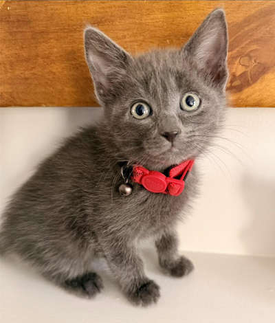 kittens