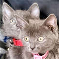 kittens