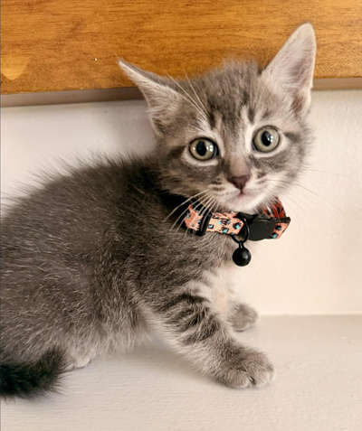 kittens
