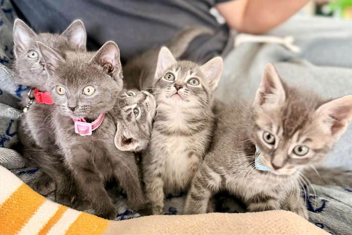 kittens