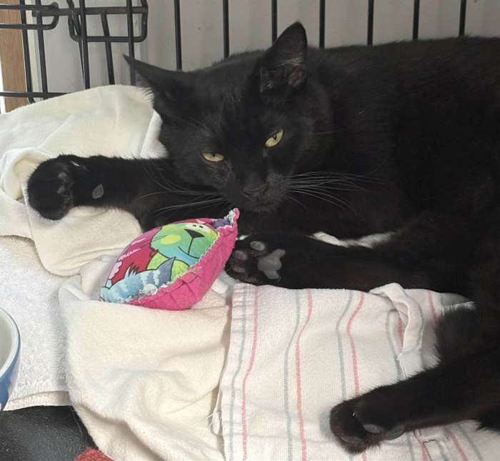 cat