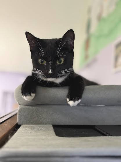 cat