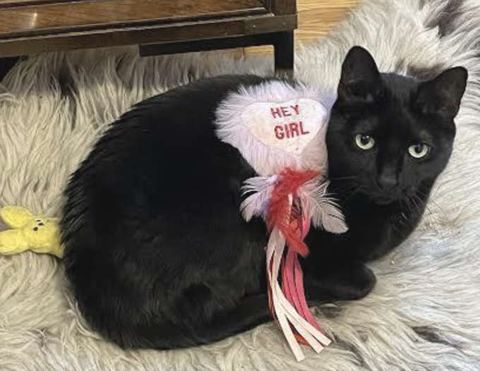 cat