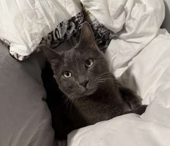 cat
