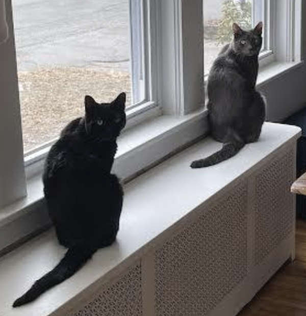 cats