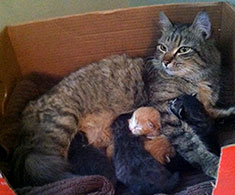 Foster homes needed for kittens!